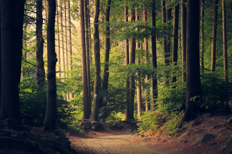 Green Corridor